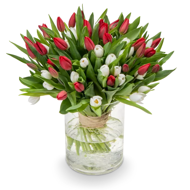 Kytice červených a bílých tulipánů